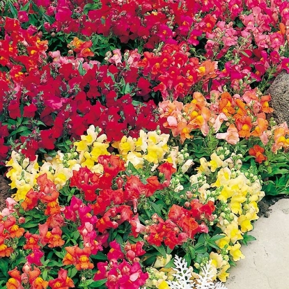 Picture of Antirrhinum - Magic Carpet Mixed F2